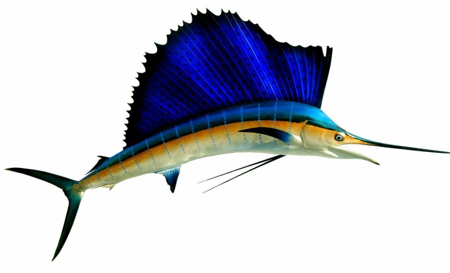 Home & Gifts Intradeco Fish Mounts | 78 Inch Sailfish