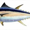 Artwork Intradeco | Fotoo-Pacific Bluefin Tuna