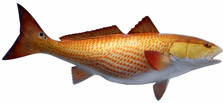 Home & Gifts Intradeco Fish Mounts | 29 Inch Redfish