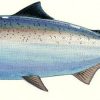 Artwork Intradeco | Fotoo Chinook Salmon