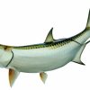 Home & Gifts Intradeco Fish Mounts | 66 Inch Tarpon