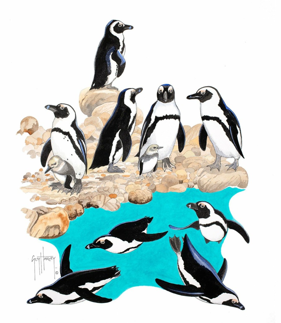 Artwork Intradeco | African Penguins