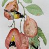 Artwork Intradeco | Bananaquits On Ackee