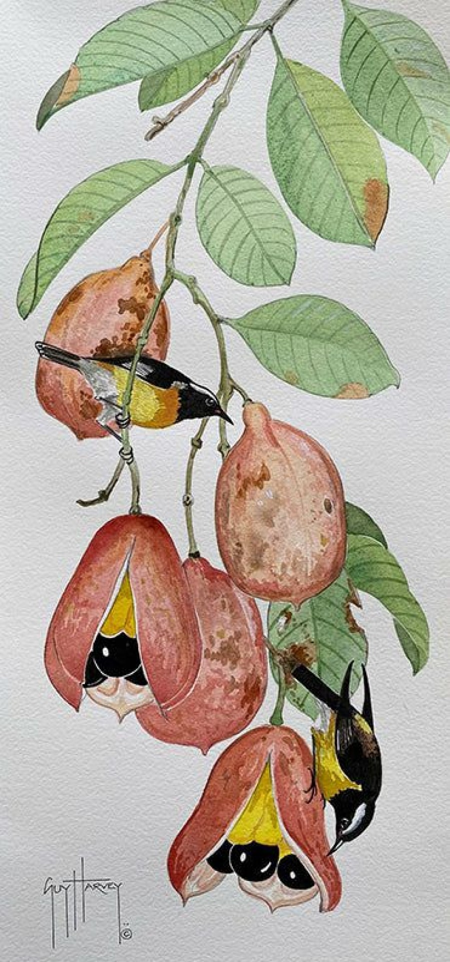 Artwork Intradeco | Bananaquits On Ackee