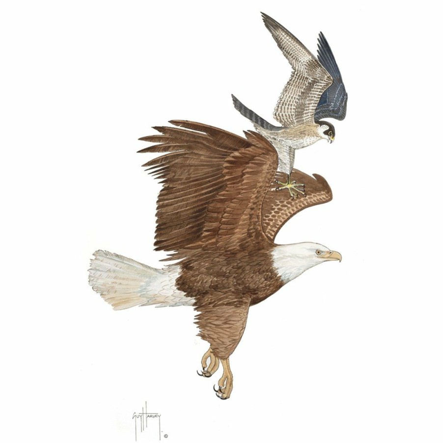 Artwork Intradeco | Bald Eagle And Peregrine Falcon