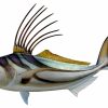 Home & Gifts Intradeco Fish Mounts | 30 Inch Roosterfish