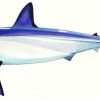 Artwork Intradeco | Fotoo Longfin Mako Shark