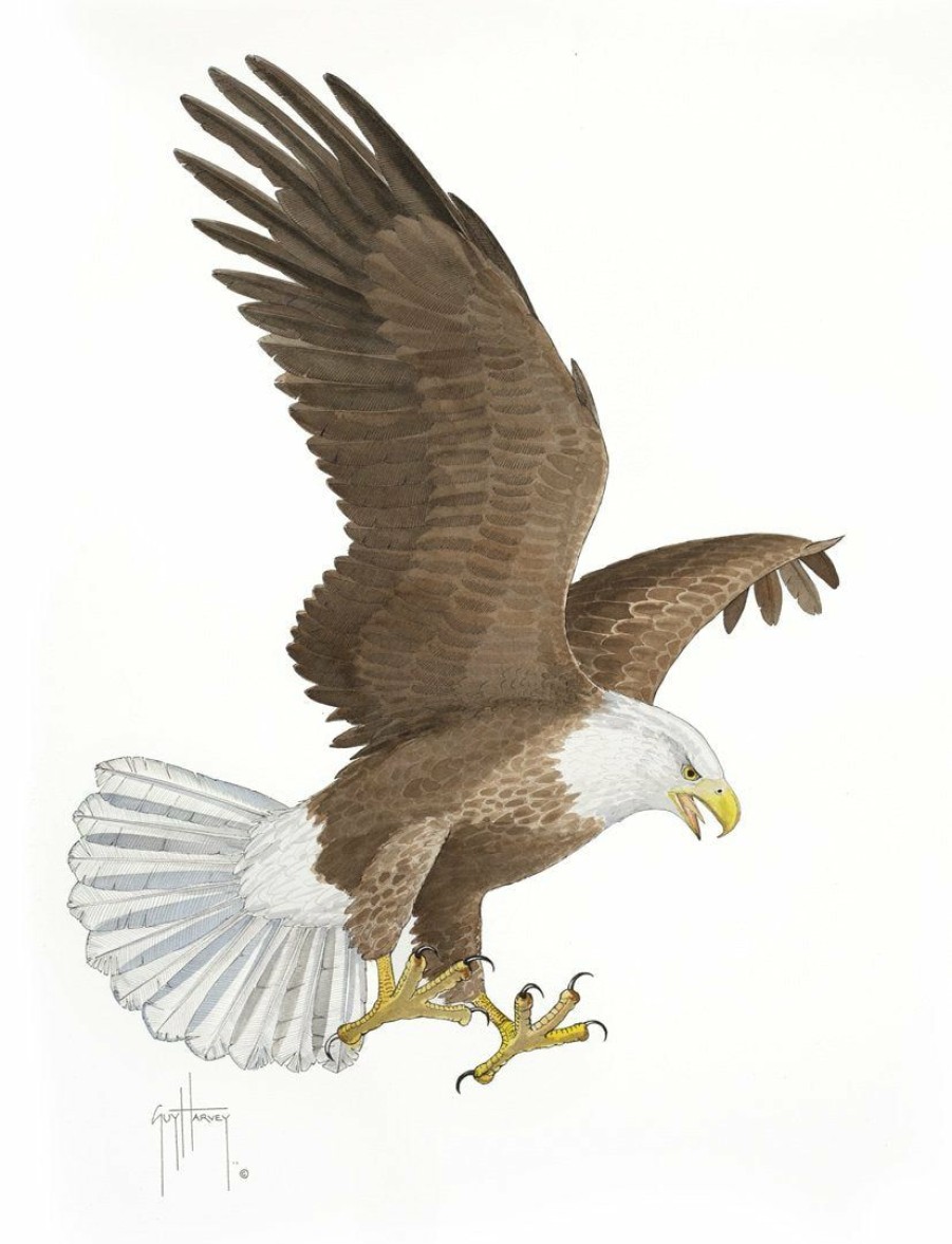 Artwork Intradeco | Bald Eagle