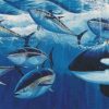 Artwork Intradeco | Killer Whale And Bluefin Tuna