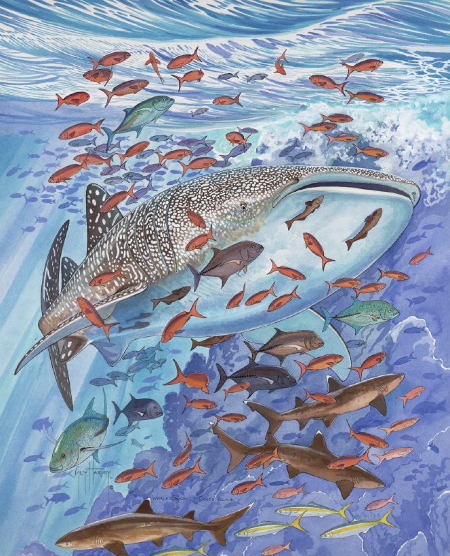 Artwork Intradeco | Whale Shark Cocos Island