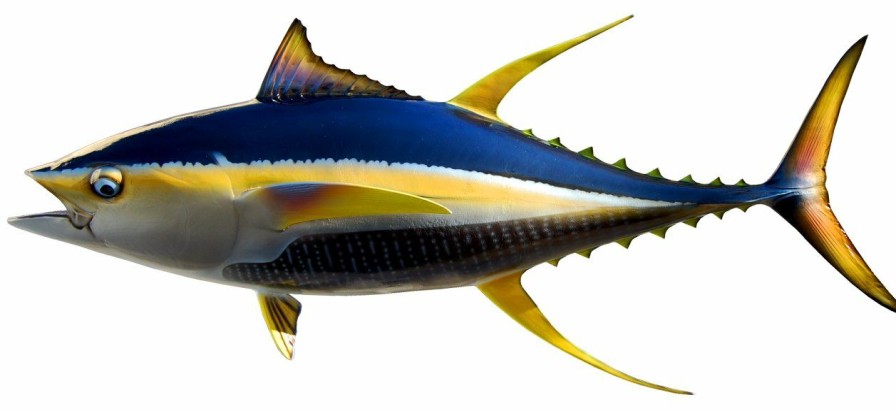 Home & Gifts Intradeco Fish Mounts | 55 Inch Yellowfin Tuna