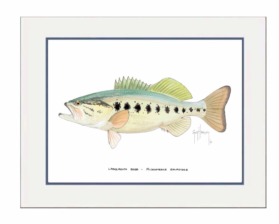 Artwork Intradeco | Largemouth Bass Mini Print