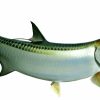 Home & Gifts Intradeco Fish Mounts | 75 Inch Tarpon