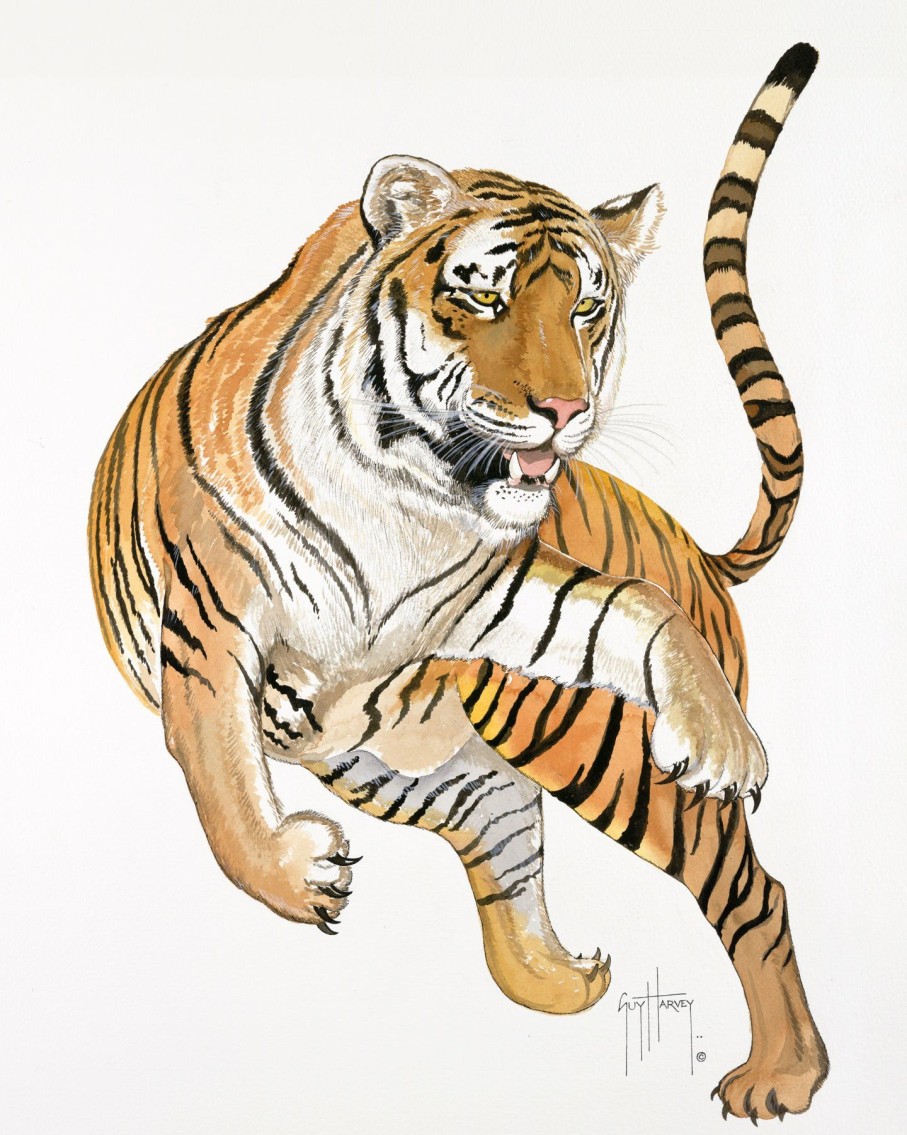 Artwork Intradeco | Tiger I