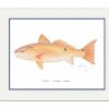 Artwork Intradeco | Redfish Mini Print