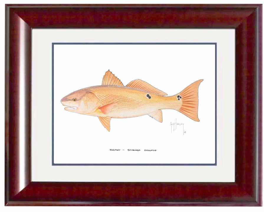 Artwork Intradeco | Redfish Mini Print