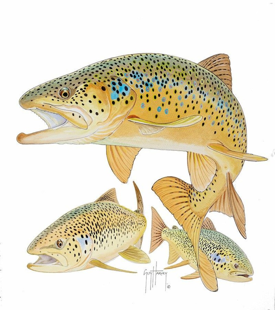 Artwork Intradeco | Three Brown Trout