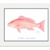 Artwork Intradeco | Red Snapper Mini Print