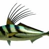 Home & Gifts Intradeco Fish Mounts | 43 Inch Roosterfish