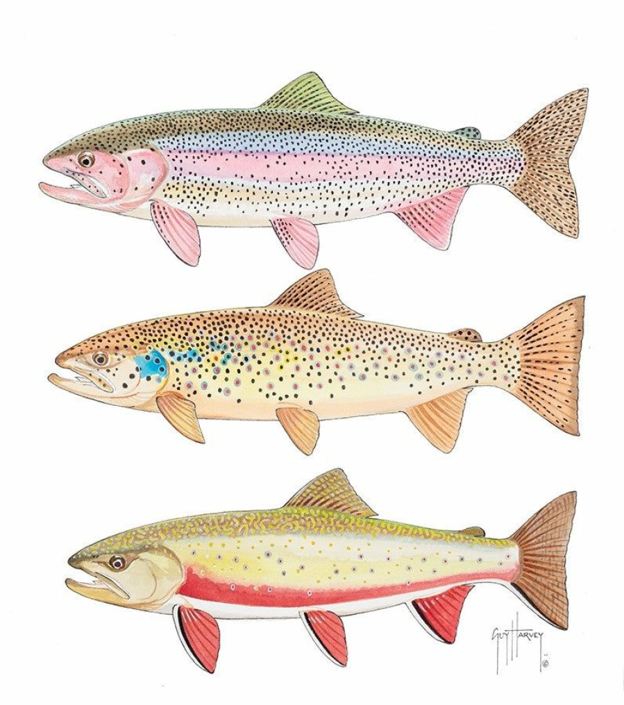 Artwork Intradeco | Triple Trout I