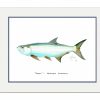 Artwork Intradeco | Tarpon Mini Print