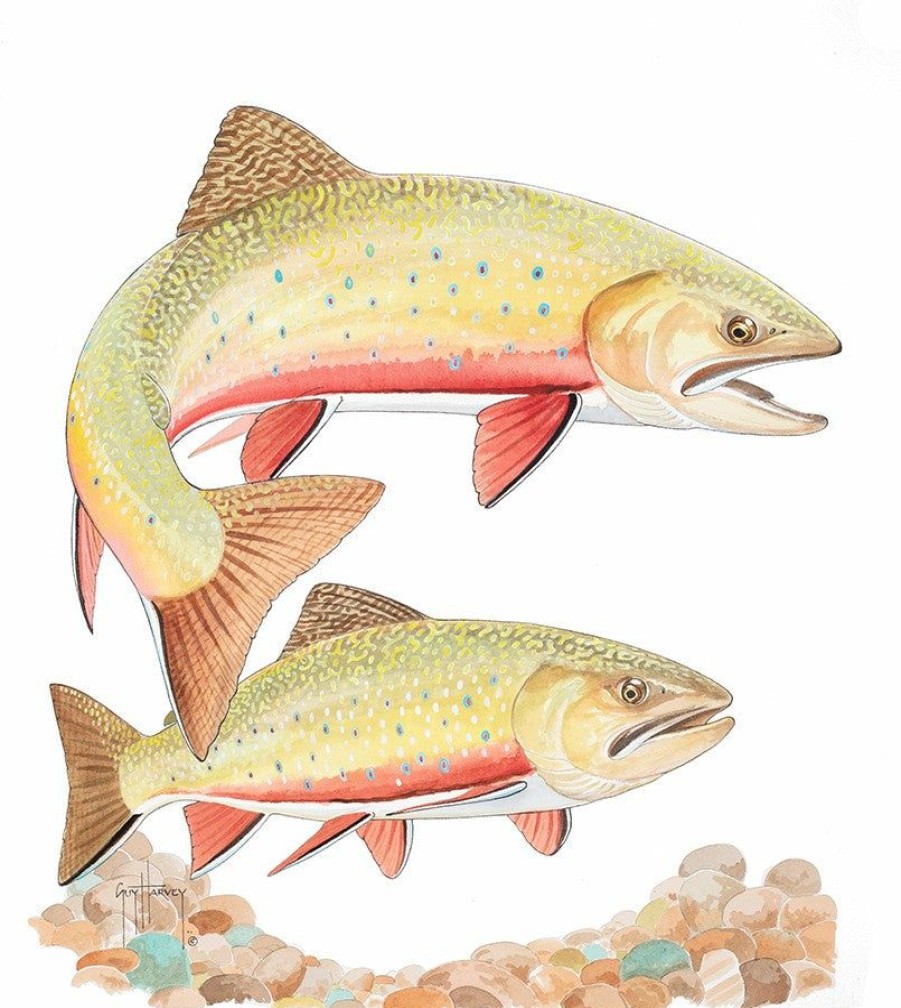 Artwork Intradeco | Two Brook Trout Ii