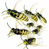 Artwork Intradeco | Yellow Jackets