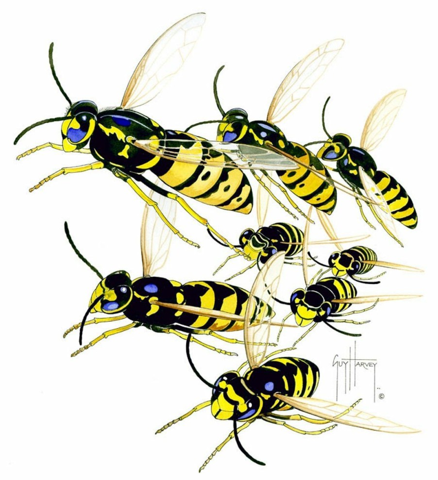 Artwork Intradeco | Yellow Jackets