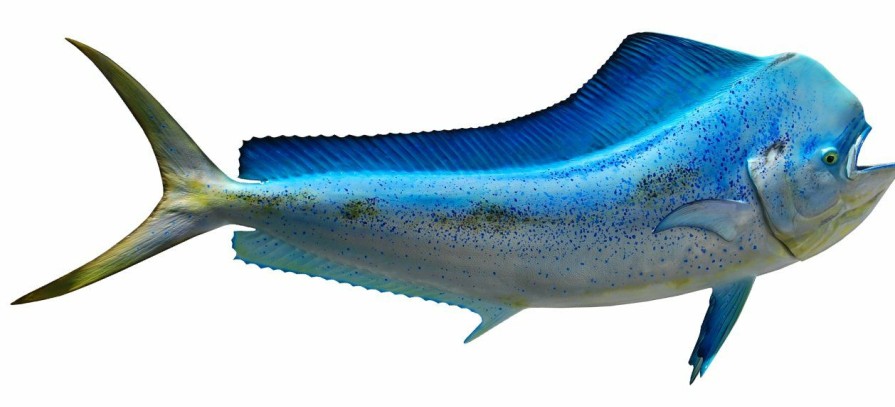 Home & Gifts Intradeco Fish Mounts | 62 Inch Dolphin Blue