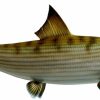 Home & Gifts Intradeco Fish Mounts | 23 Inch Bonefish