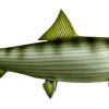 Home & Gifts Intradeco Fish Mounts | 32 Inch Bonefish